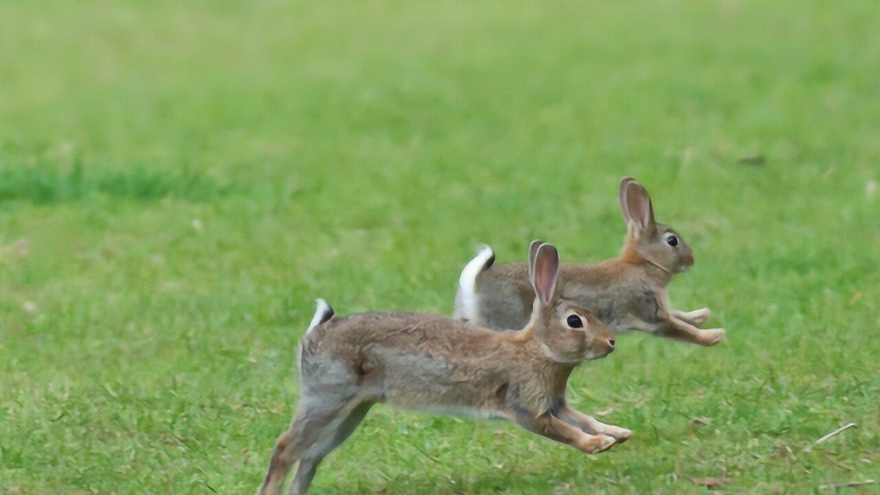 双兔傍地走原来是因为争这个教你如何辨雌雄
