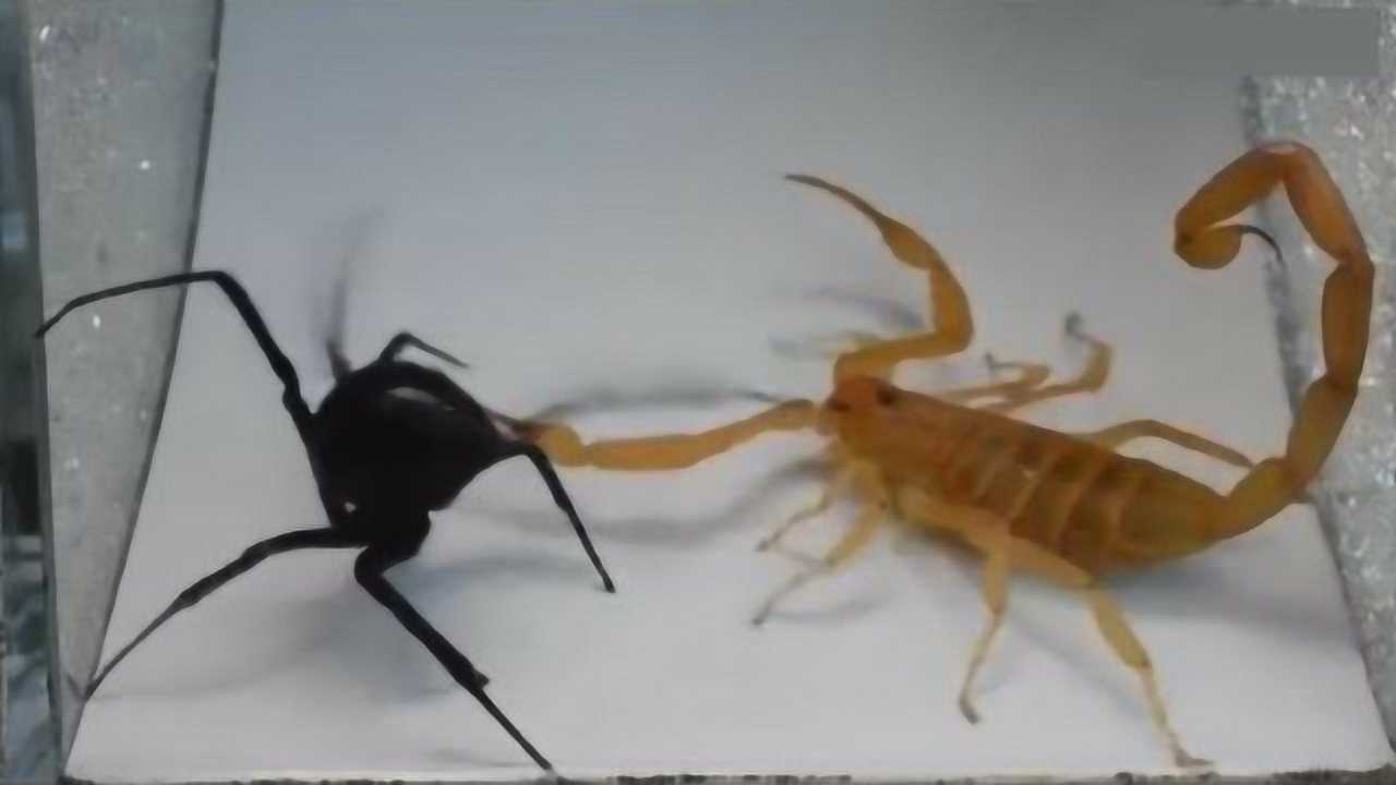 全球最毒蜘蛛战最毒蝎子王未分胜负便毒发身亡