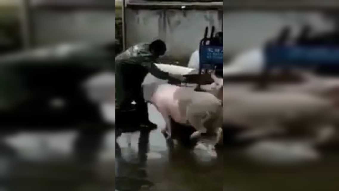 台湾 発 猪頭皮 我家是〓人院 台湾人不是被〓大的！？ 台湾猪- Search / X
