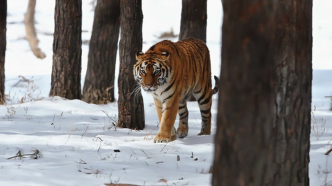 罕见的俄罗斯捕捉野生东北虎画面曝光