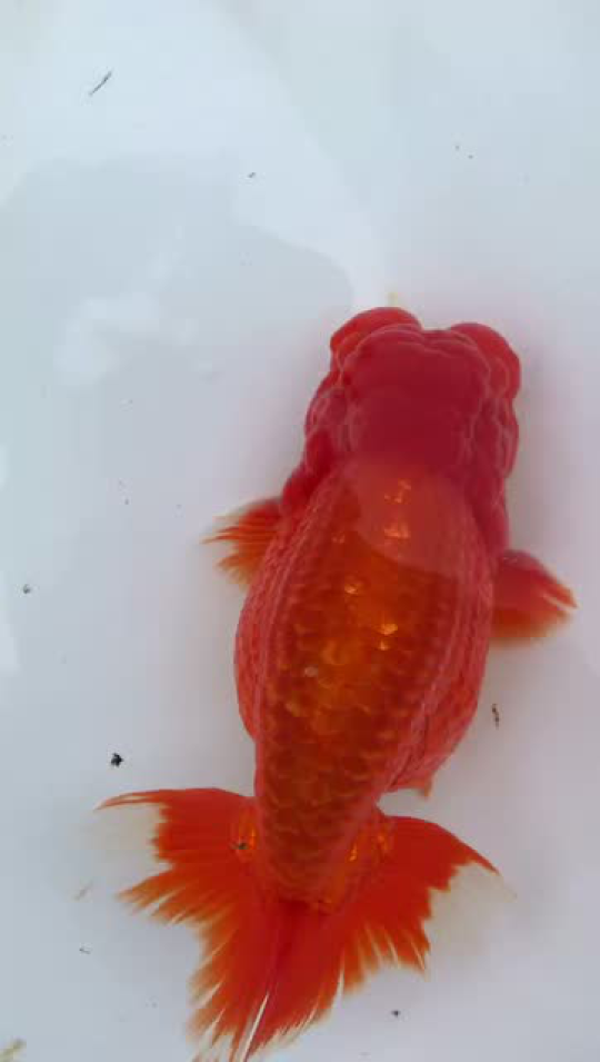 日本金鱼兰寿 日寿 日本兰寿 南泽宇野