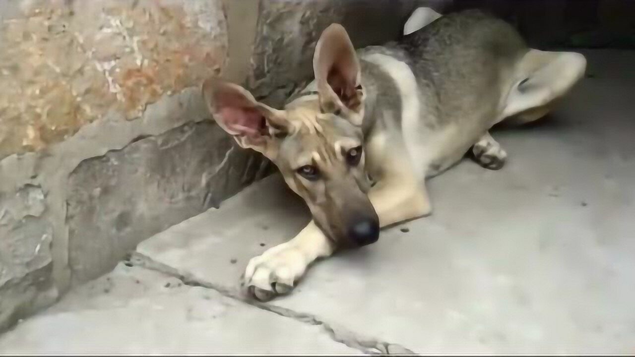 狼与中华田园犬的爱情结晶，小狼犬奇长的耳朵腾讯视频 6687