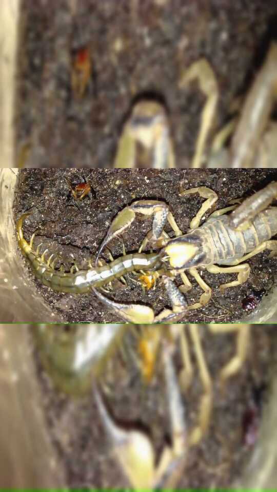 蝎子大战蜈蚣,蜈蚣被蝎子一钳击杀!