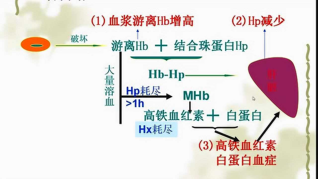 小润讲血管内溶血_高清1080P在线观看平台_腾讯视频