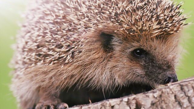 萌宠炸毛刺猬在2017上海亚宠展