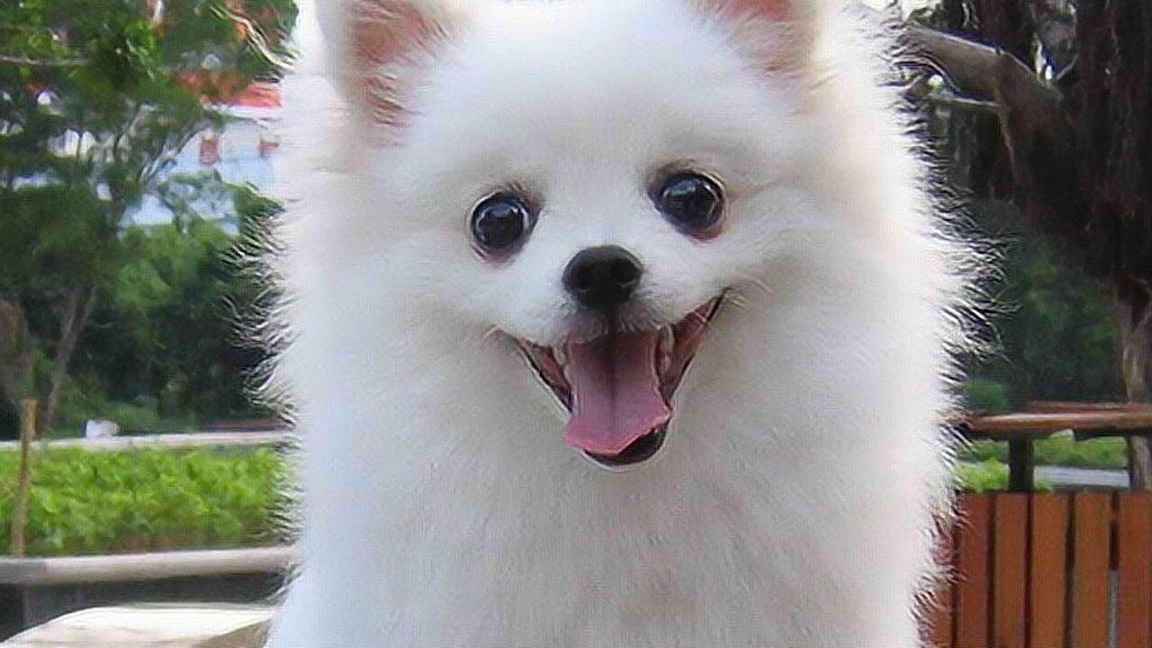 小博美吐舌头的样子,乖的让人心疼!