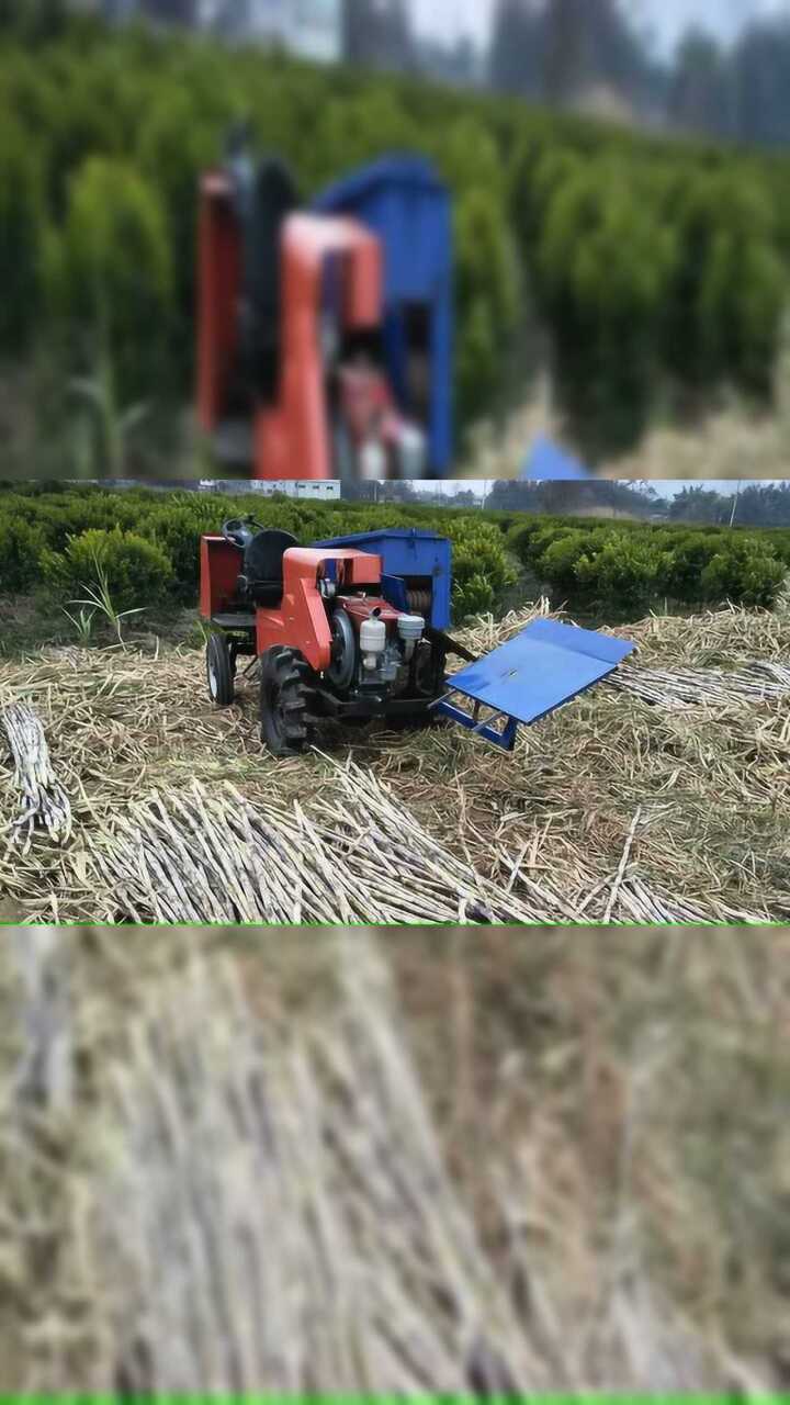 禹城绿禾机械程丽文研发的自走式甘蔗剥叶机田间测试视频