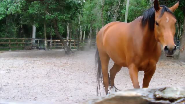 云南马也称滇马是中国历史优良马种大理马乌蒙马