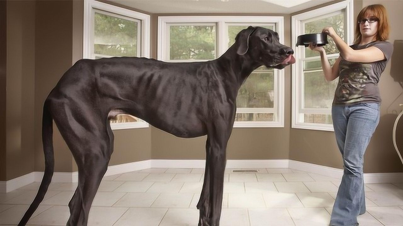 世界上最高的狗,站起来2.3米,网友:可以当马骑!