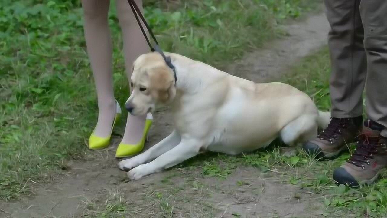 警花与警犬 妮娜图片