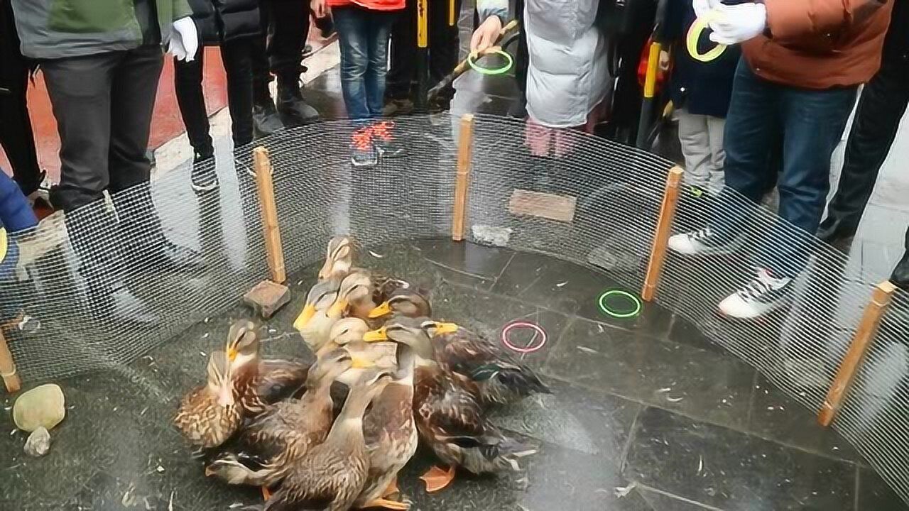 游园活动——套活鸭