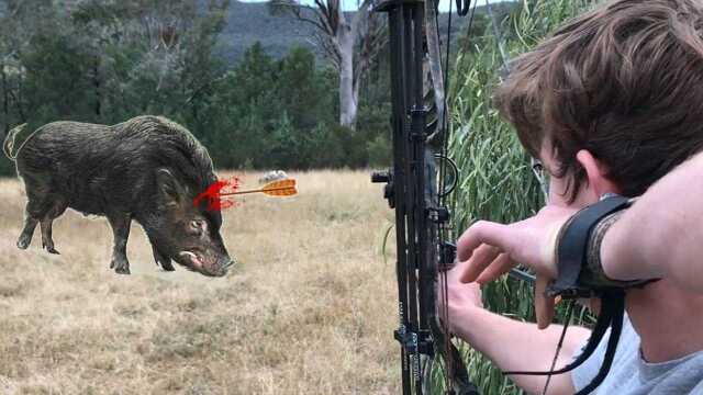 弓箭爆头野猪一击致命国外小哥野外弓箭捕猎野猪看着真过瘾