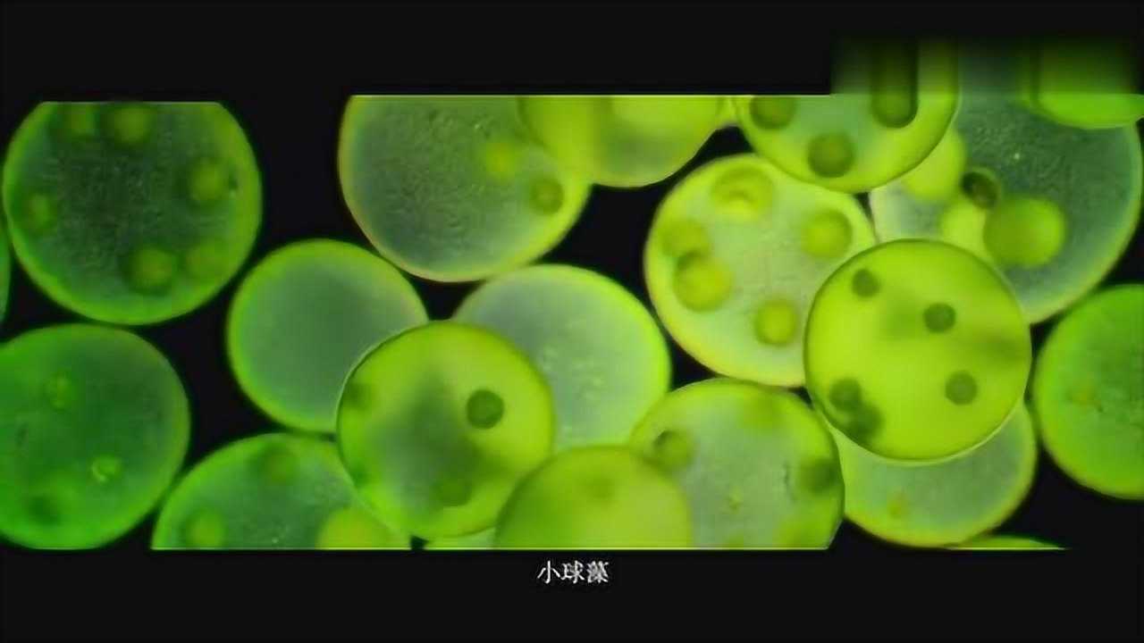 锦琇国际-蛋白核小球藻