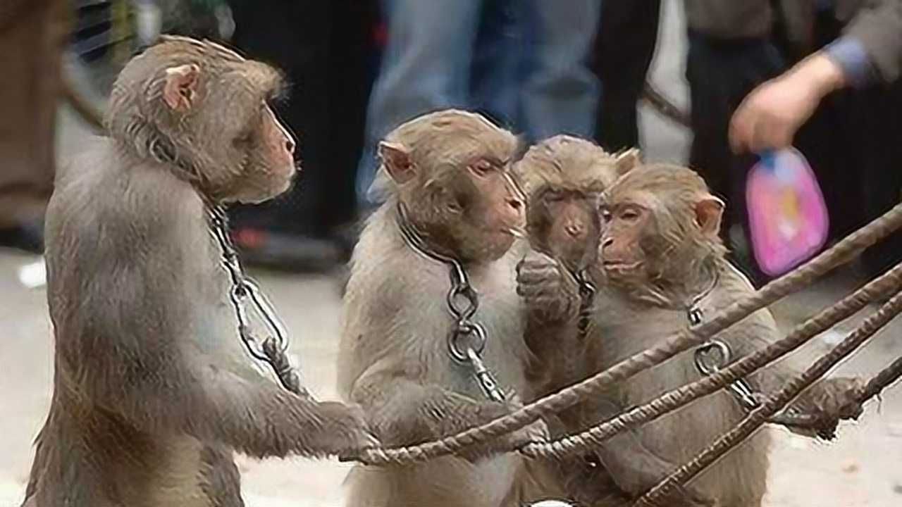 印度街头的耍猴表演这猴子不但打狗最后还对人动了手