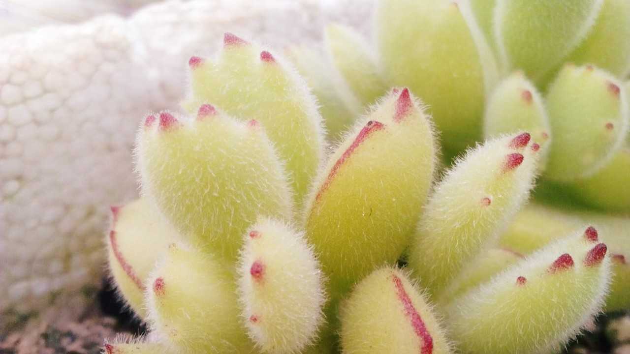 多肉熊童子的养殖方法