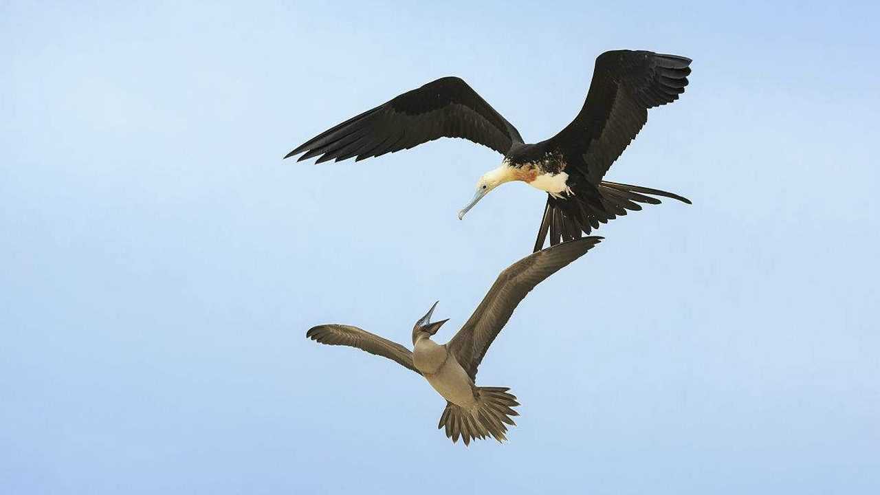 军舰鸟掠杀抢夺鲣鸟成为真正空中加勒比海盗