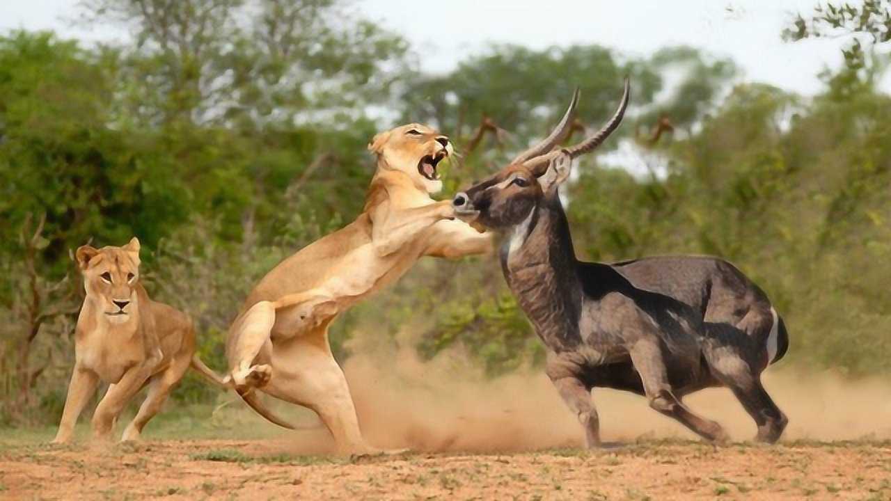 两头羚羊正在互相厮杀不料意外发生镜头拍下全过程