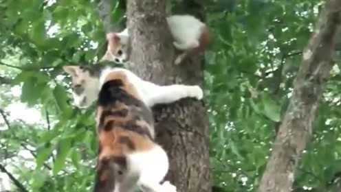 小猫咪学爬树下不来，猫妈妈就上去推一把，还是让小猫咪自己下来！
