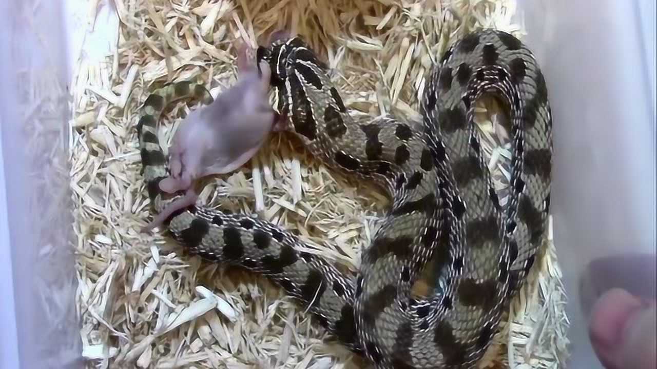 居民家中上演蛇鼠大战,蛇将老鼠咬死吃掉!