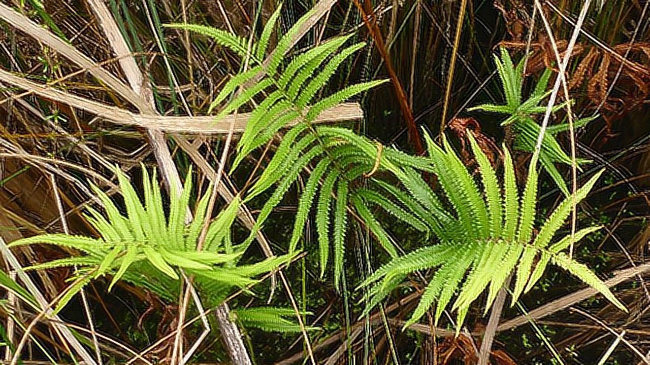 墙根长出来的野草,偏偏能舒筋活络治风湿,煎汤喝简单有效!