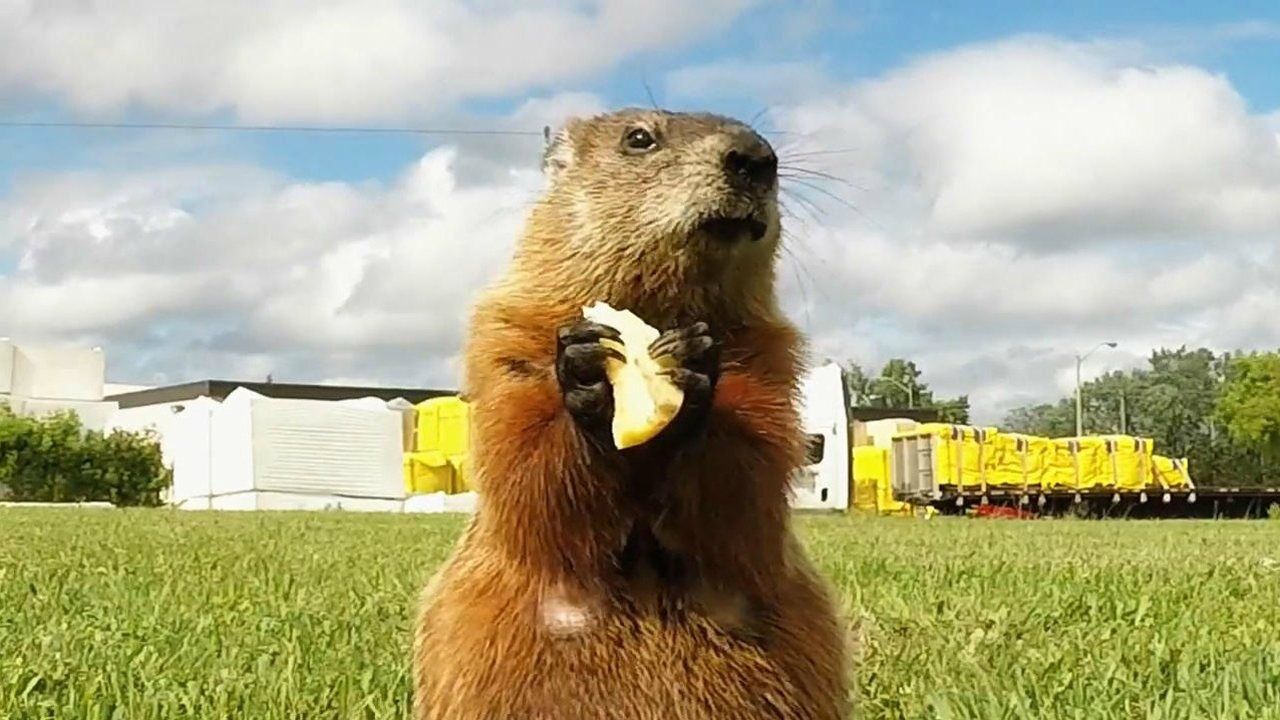 一只可爱的囊地鼠正在吃苹果,是不是很萌呢