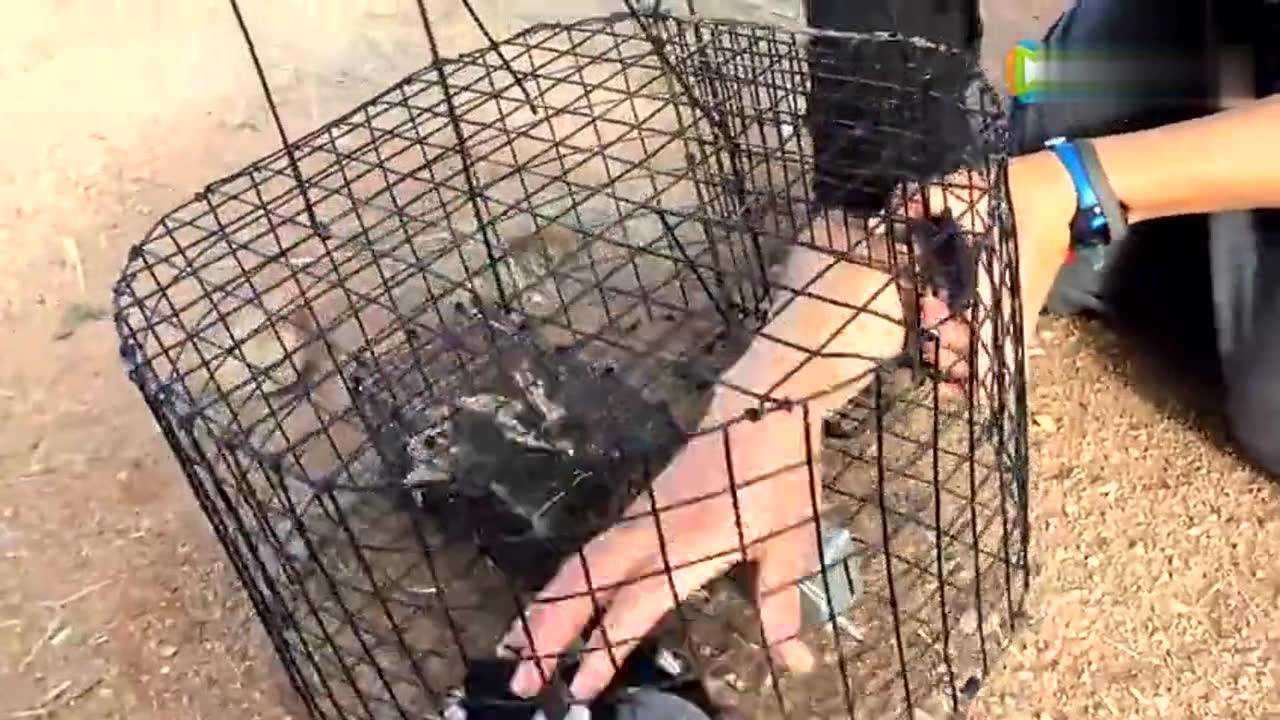 牛人用破笼子做机关抓住一只伯劳鸟_腾讯视频