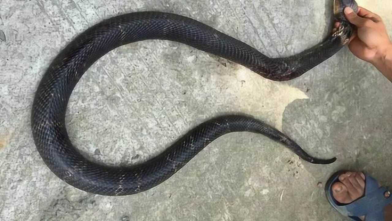 报应一男子常年抓蛇吃蛇三年后竟成蛇人变成蛇皮怪