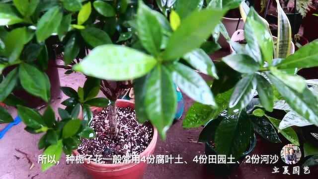 栀子花的养殖方法和注意事项,叶子发黄怎么办?立夏手把手教你!