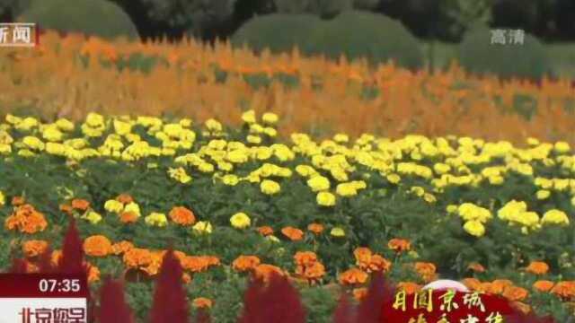 中秋赏菊好去处:顺义国际鲜花港菊花节各类景观小品将一一亮相