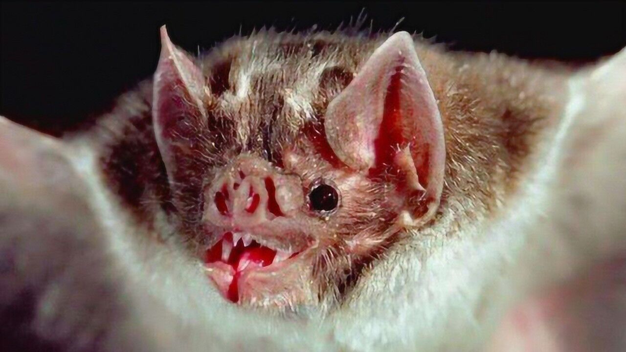 盘点世界上最恐怖的动物性情凶猛却从不主动攻击人类