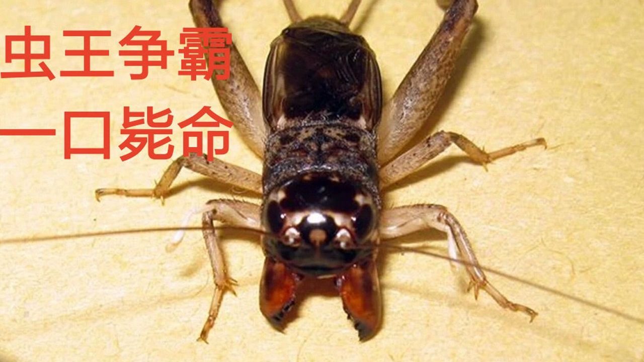一口毙命老红牙就是厉害虫王争霸斗蟋蟀斗蛐蛐