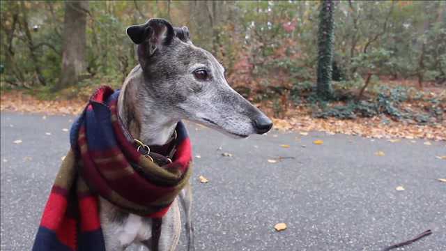 如何把狗类智商排名中不高的格力犬训练成一名合格的“犬才”呢?