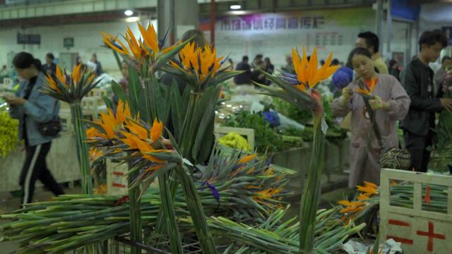 亚洲最大的鲜花交易市场在昆明斗南,买花像买菜一样