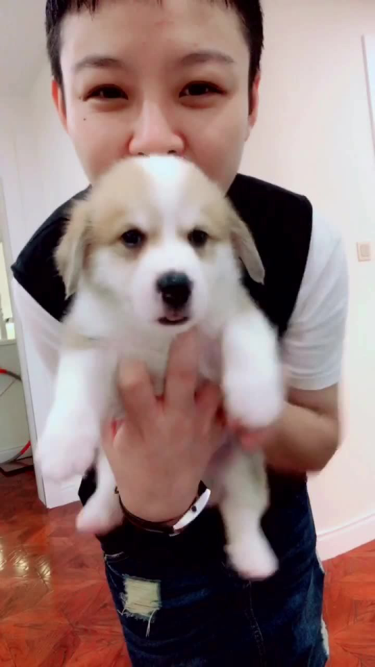 完了来钱儿怀疑狗生了我是赵岩阿—包子