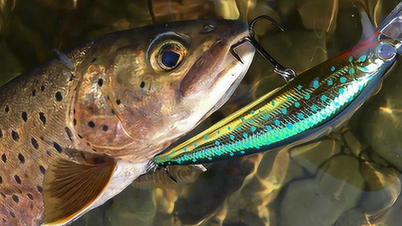 中国钓鱼人在俄罗斯疯狂路亚哲罗鲑,战斗民族都佩服钓鱼技术