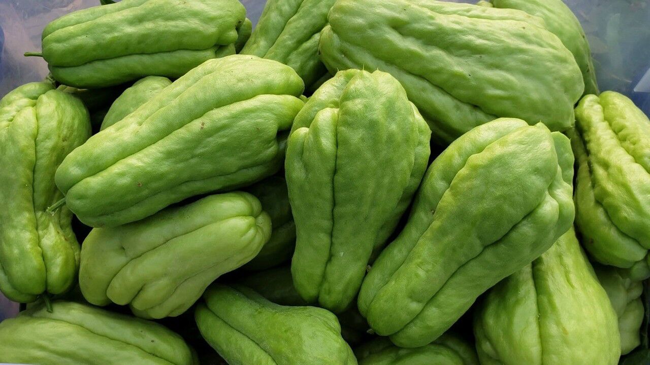 农村这种佛手瓜产量特别好你见过吗