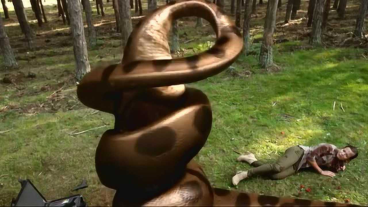 被蟒蛇吞进肚子后, 这个男人拉响了手雷