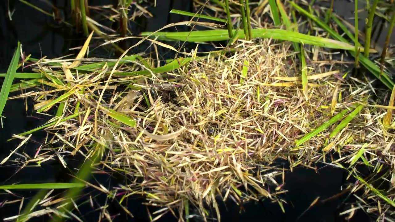 【cbc】萨省la ronge野米