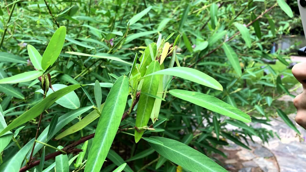 云南跳舞草跳舞