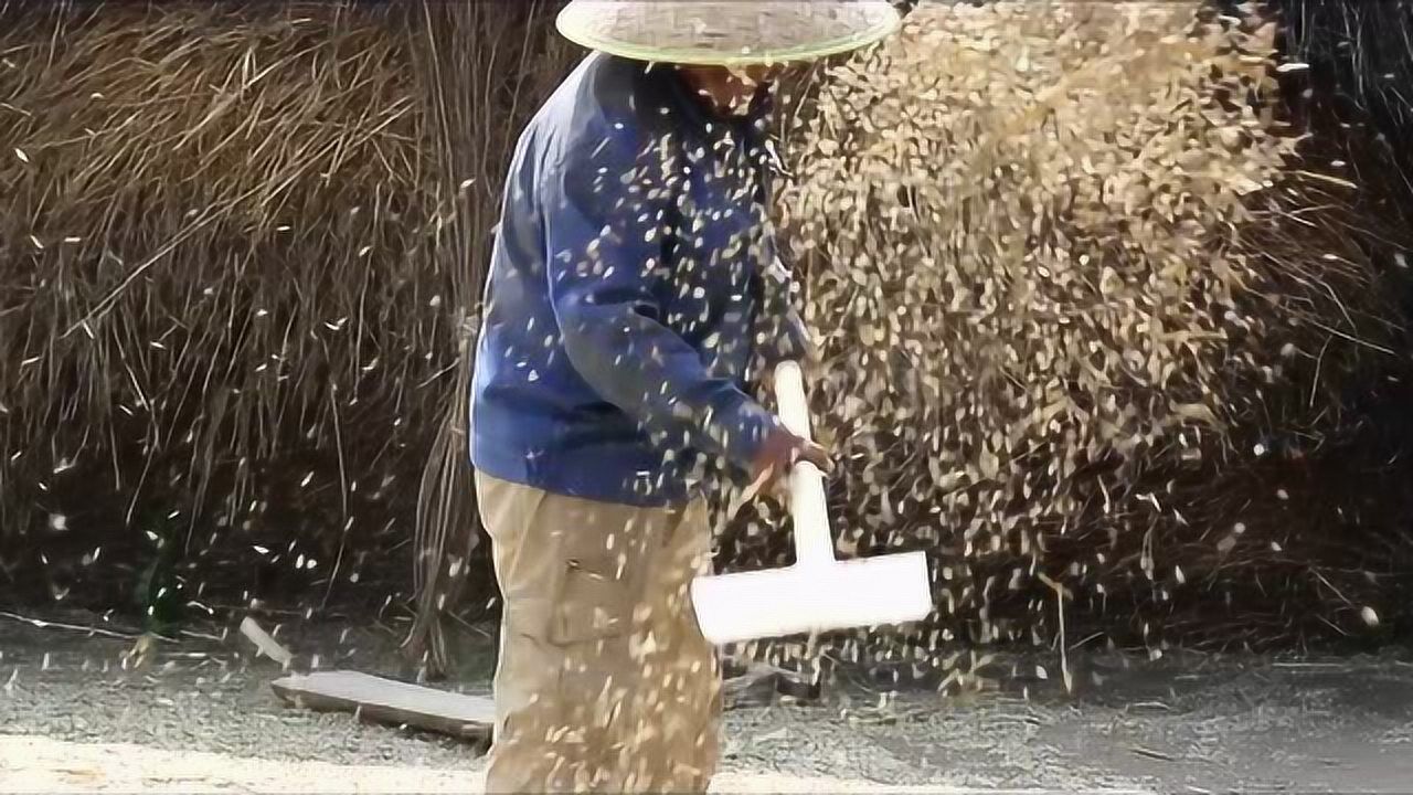 甘肃静宁老家的扬场,原来麦子是这样出来的_高清1080P在线观看平台_腾讯视频