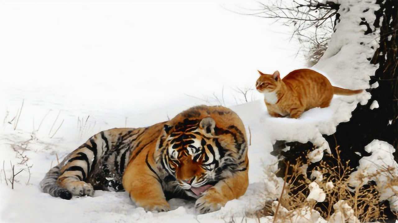 同样是猫科动物把老虎和猫放到一起会怎么样?猫会被吃掉吗?