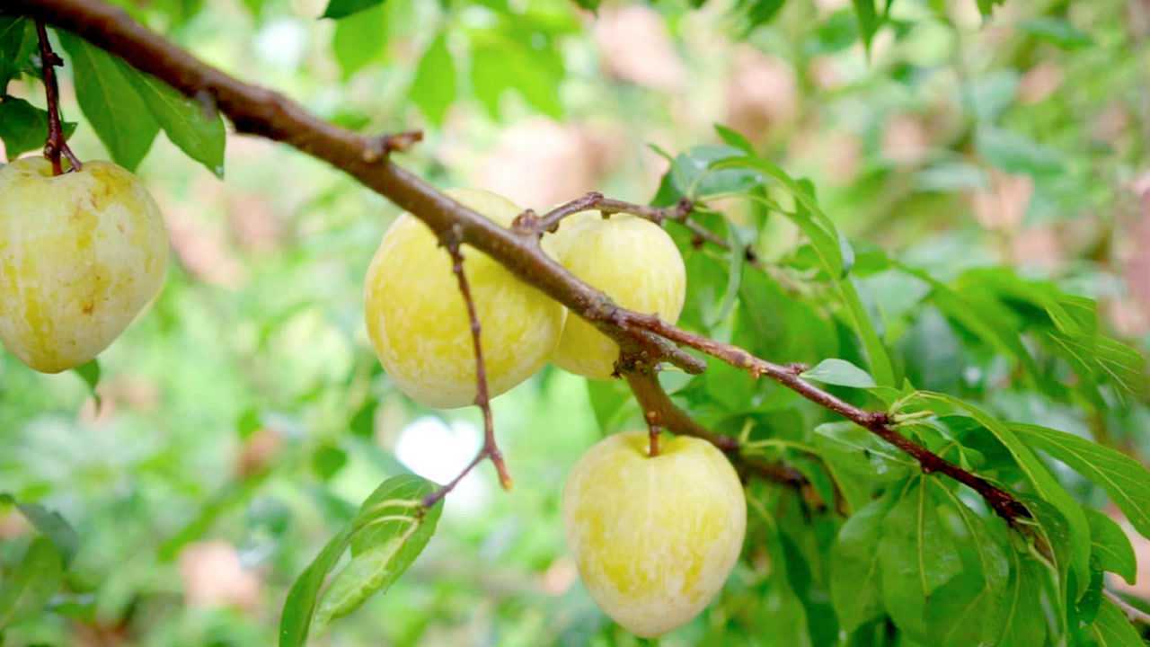 纯天然黄金奈李,爽甜可口让人忍不住流口水!
