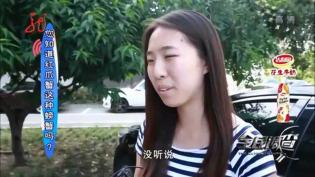 红爪蟹遭众人质疑能不能吃,大厨的答案却显得与众不同