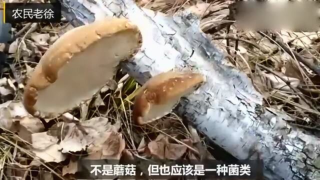 干枯的树上长的菌类,你认识吗?很硬有些像蘑菇