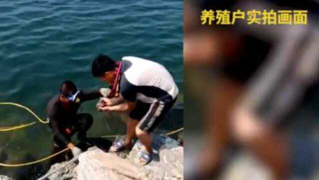 大连海参接连“热死” 中等规模养殖户损失25003000万