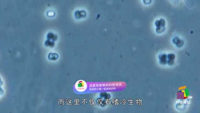 具有顽强生命力的几种生物,大自然真的很奇妙