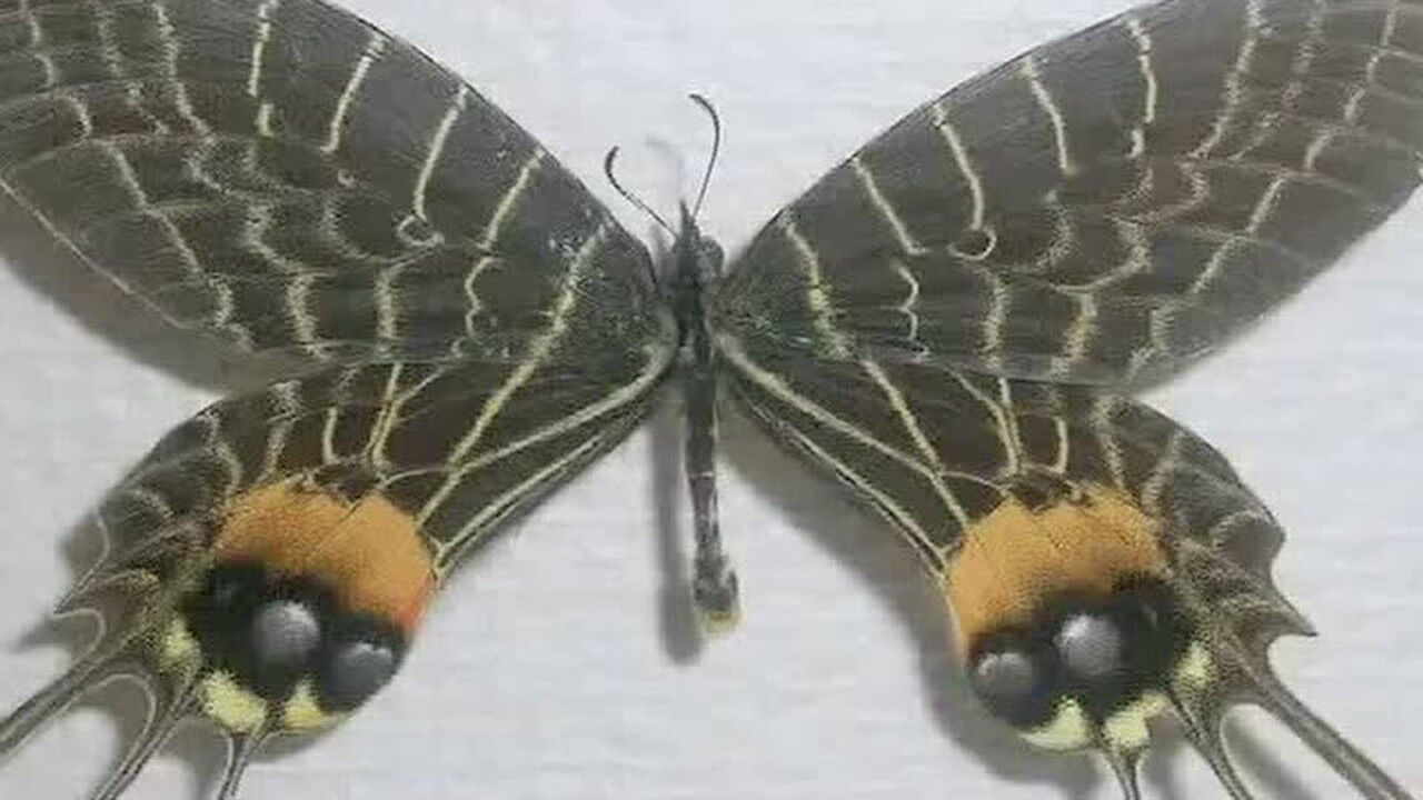 野外实拍多尾凤蝶