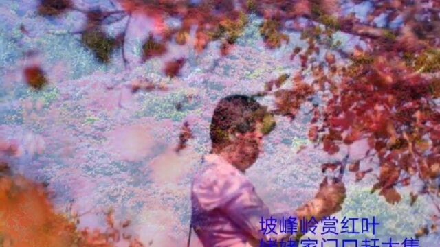 好美的红叶盛宴