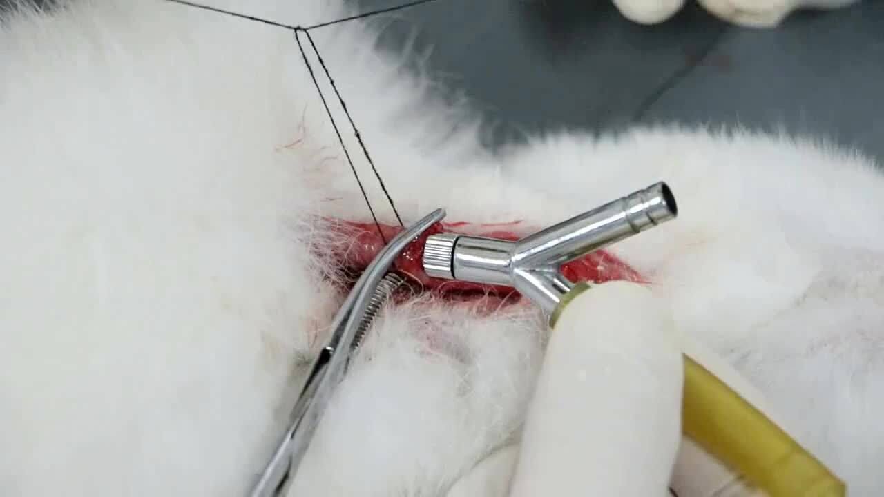 家兔气管插管术