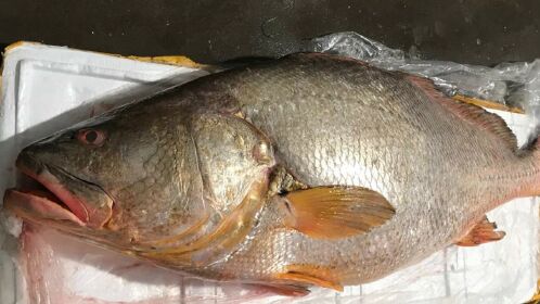 广东渔民捕获156斤野生黄唇鱼 每斤能卖两万多